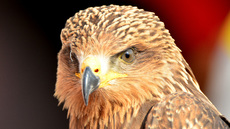 Schwarzmilan (11).jpg